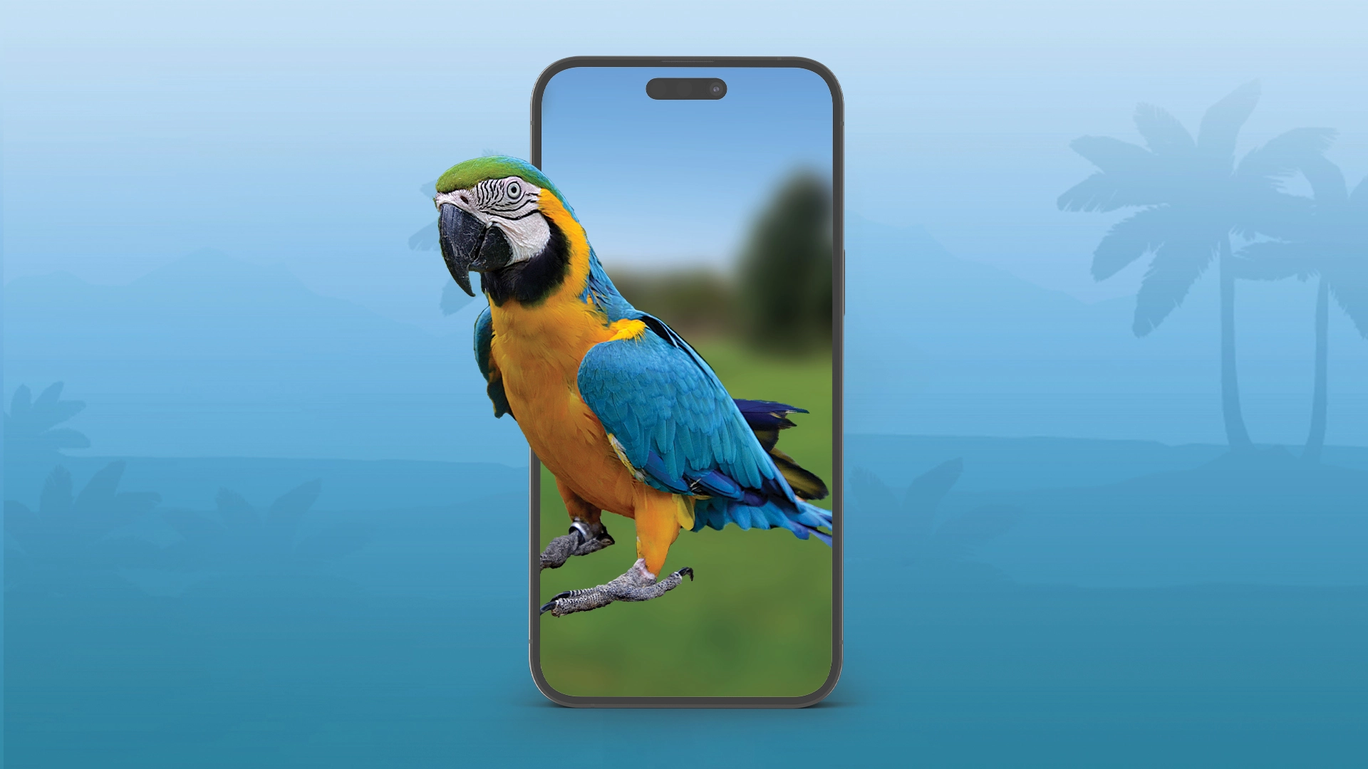 Blue and Yellow Macaw Thumbnail