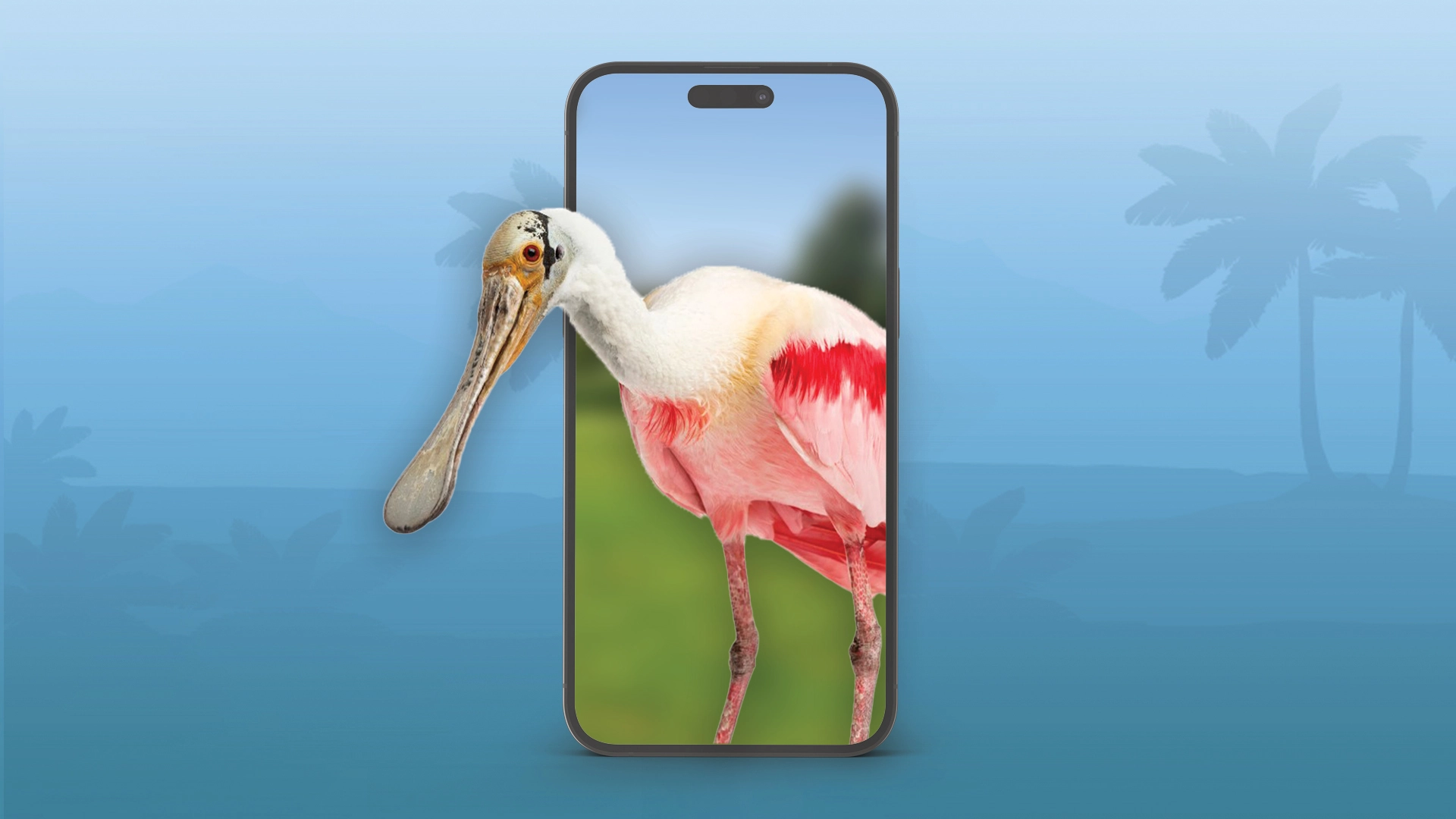 Roseate Spoonbill Thumbnail