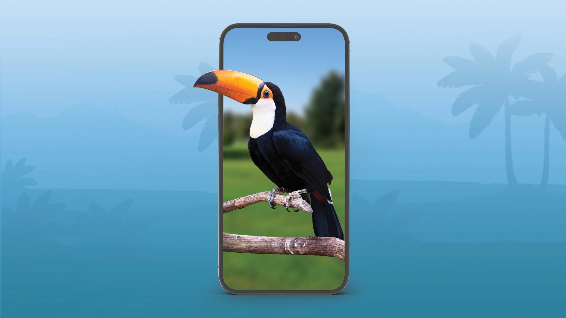 Toco Toucan Thumbnail