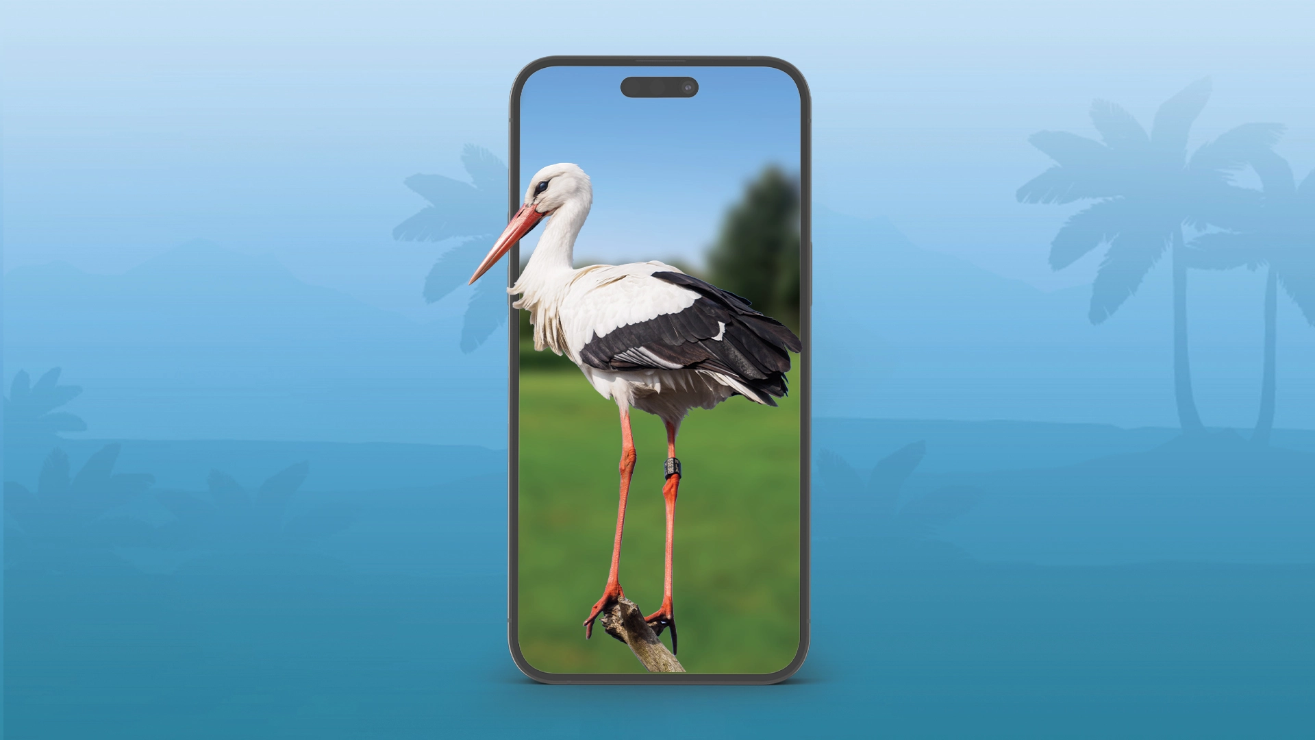 White Stork Thumbnail